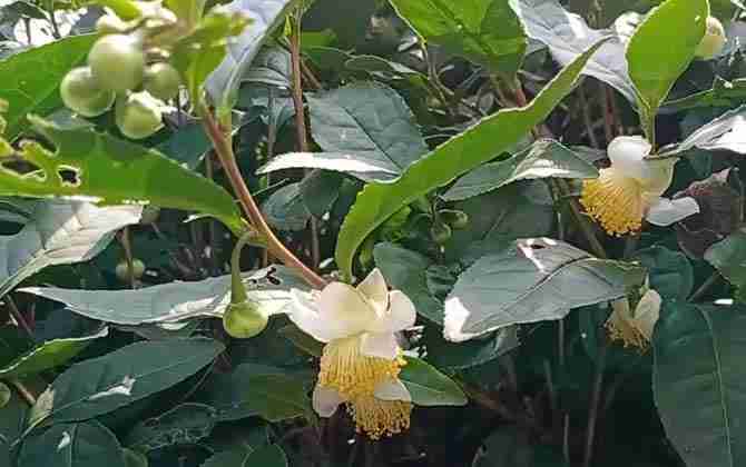 茶树是蜜源植物吗(茶树是蜜源植物吗为什么)